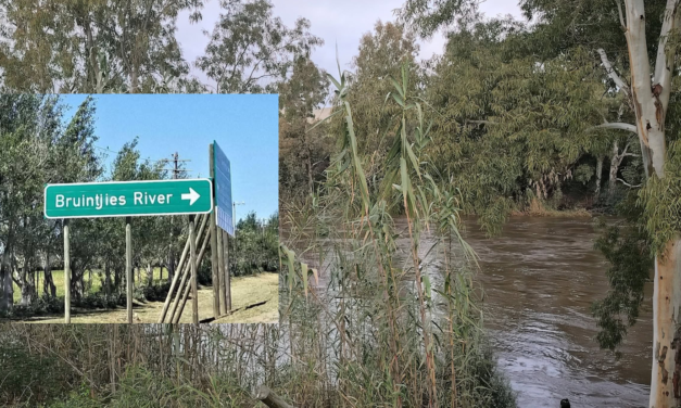 Bruintjesrivier 203 (RSA)